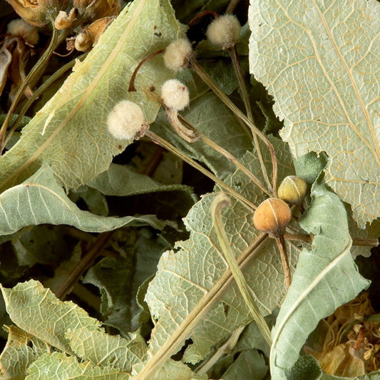 Infusion Tisane Tilleul